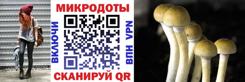 Псилоцибиновые грибы Psilocybine cubensis  Бугульма 
